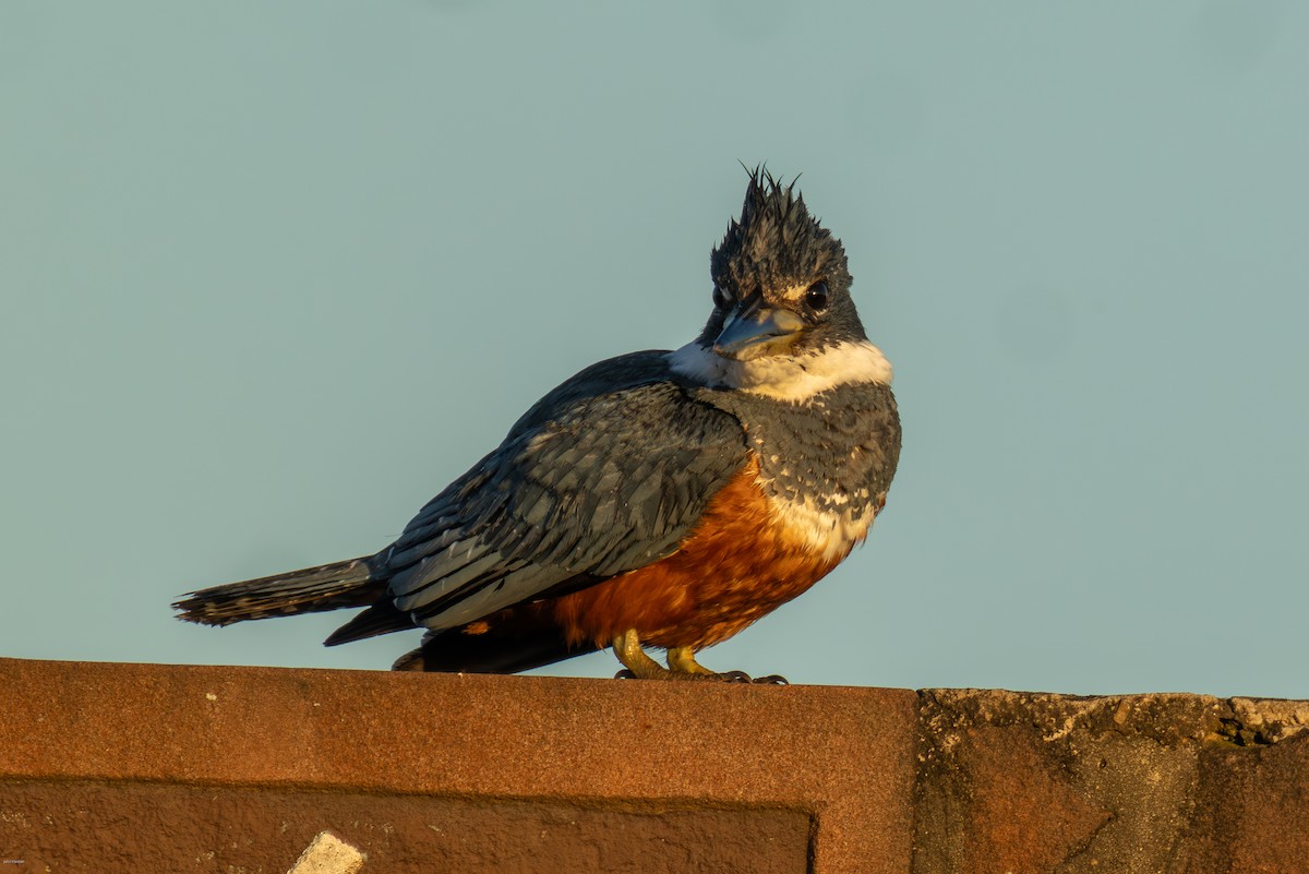 Рибалочка-чубань неотропічний - ML646900165