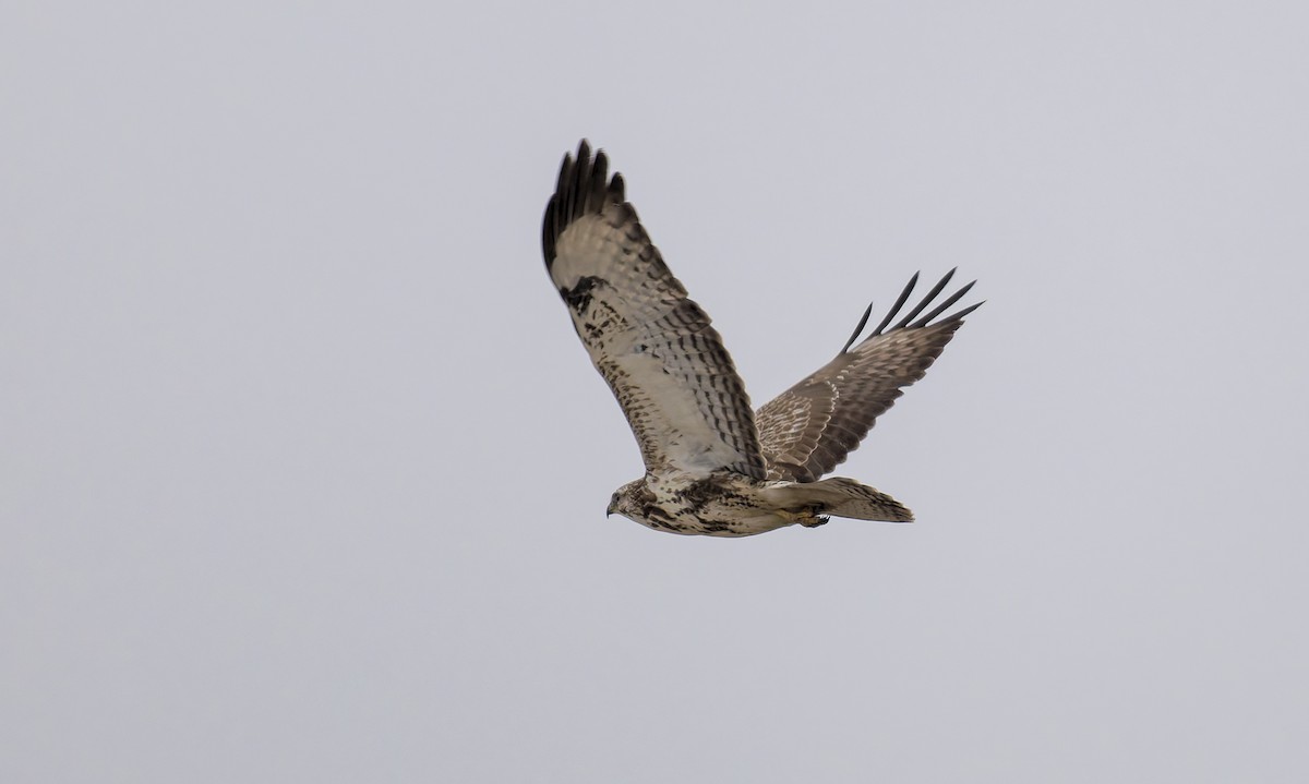 Канюк звичайний - ML646900170