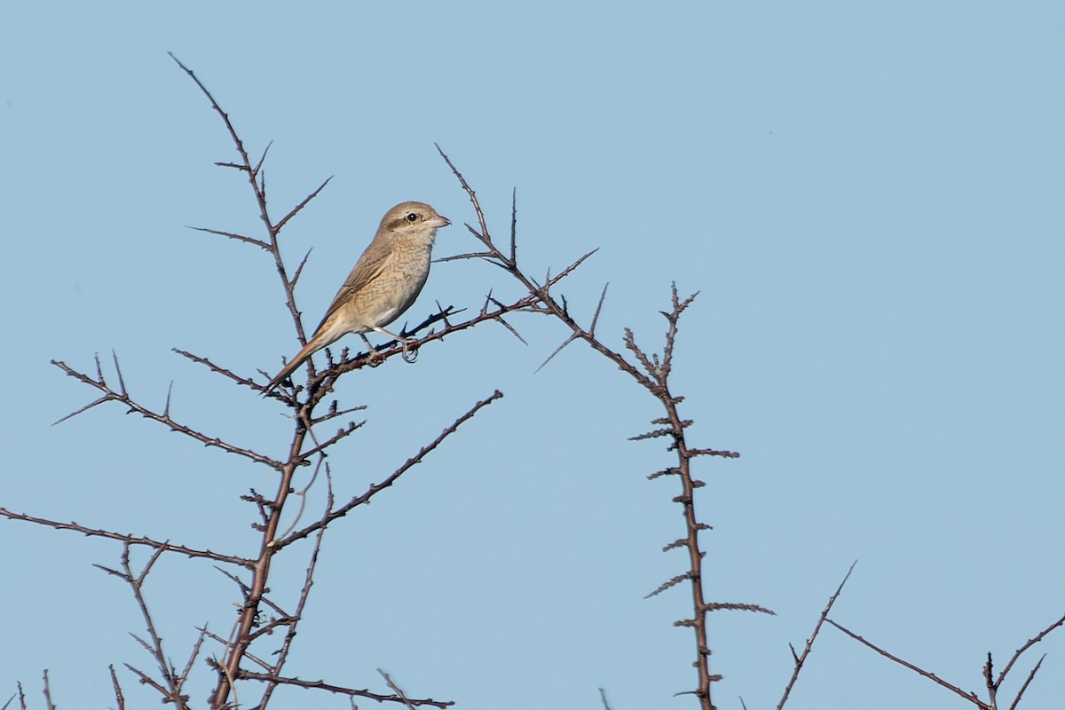 Antzandobi isabeldarra - ML646900172