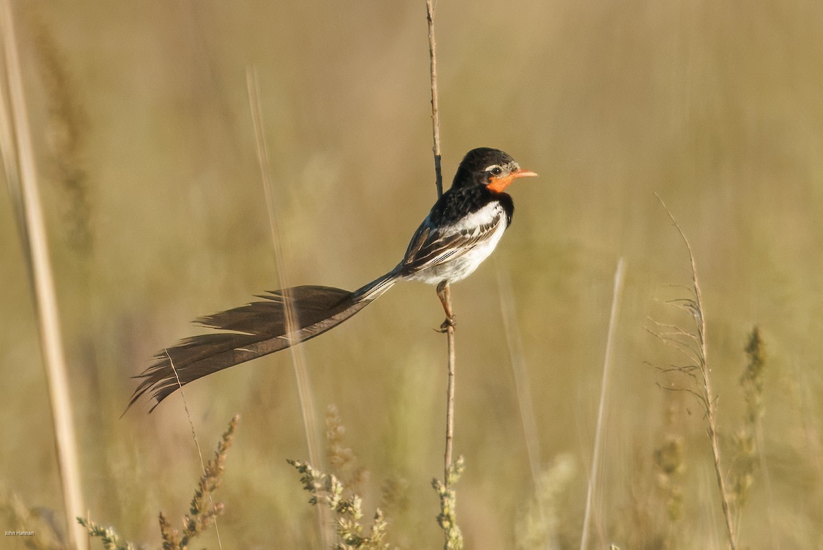 Ятапа вимпелохвоста - ML646900176