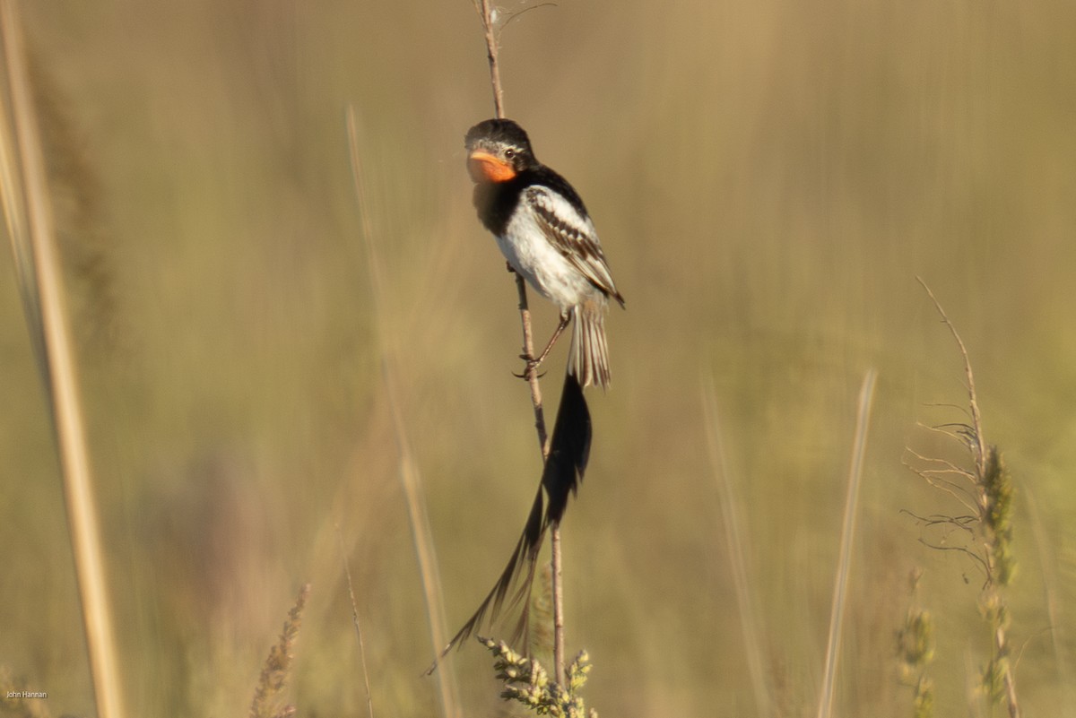 Ятапа вимпелохвоста - ML646900177