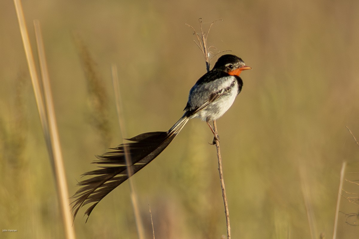 Ятапа вимпелохвоста - ML646900178