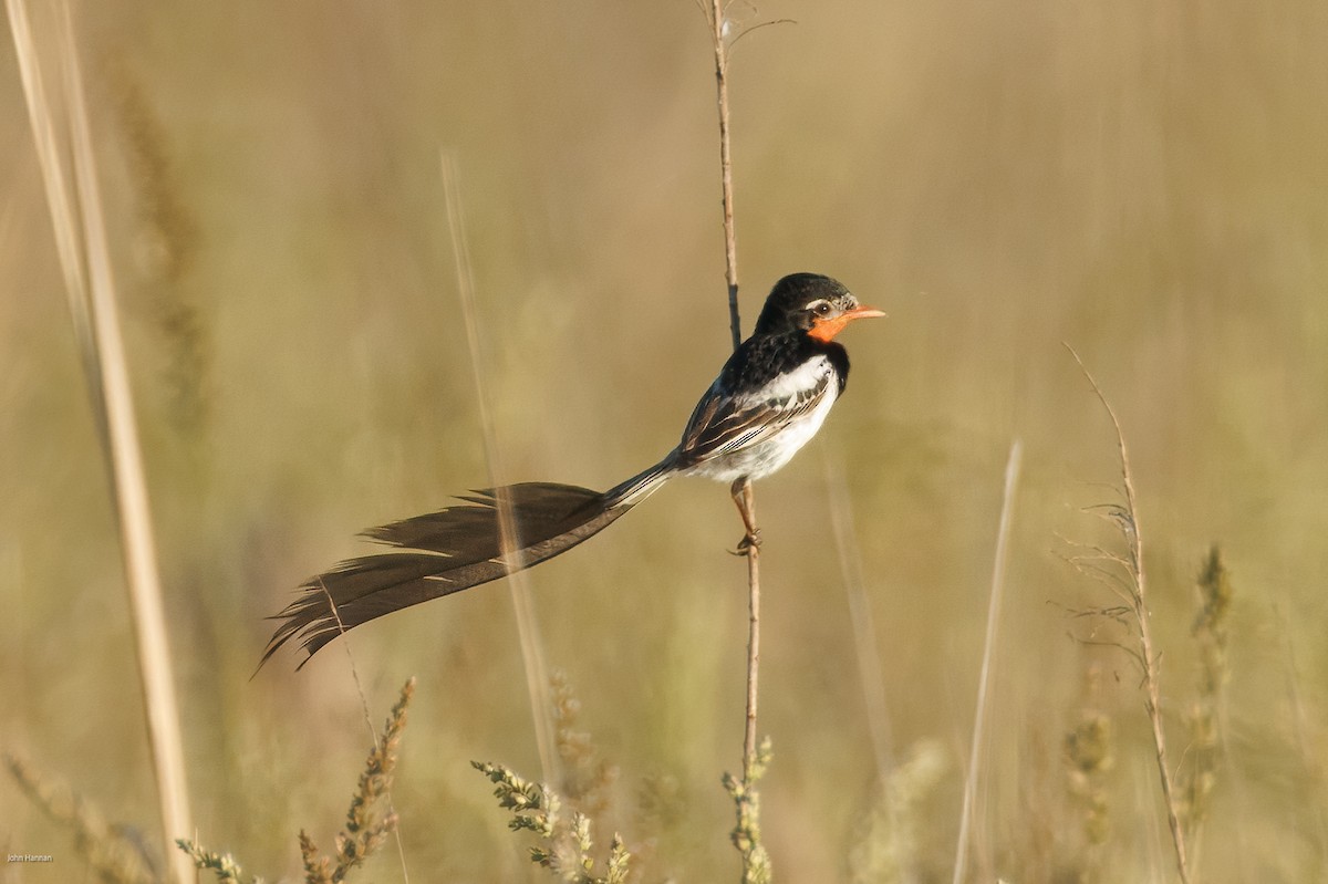 Ятапа вимпелохвоста - ML646900179