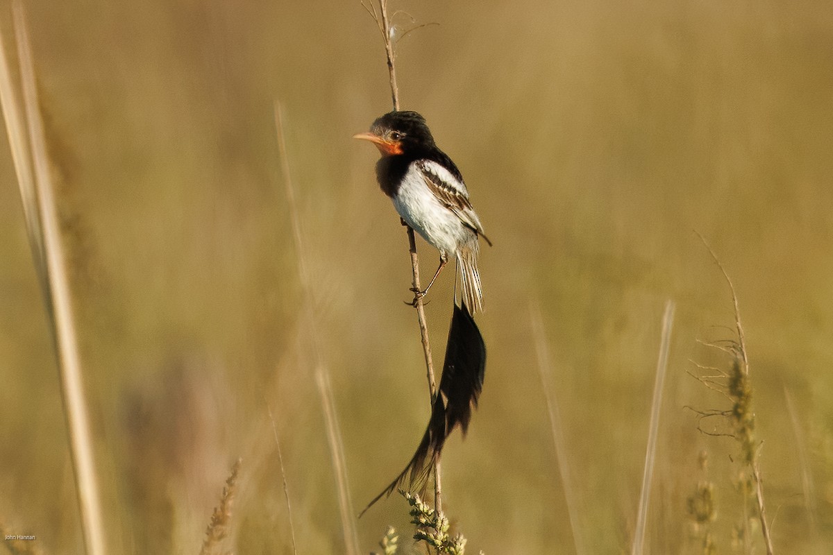 Ятапа вимпелохвоста - ML646900180