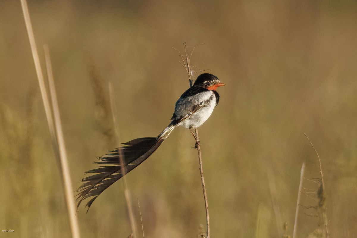 Ятапа вимпелохвоста - ML646900181