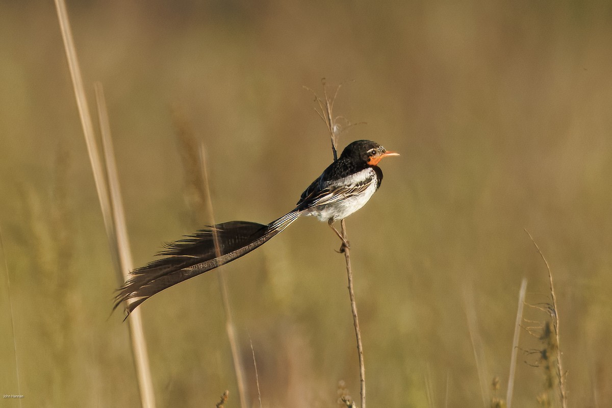 Ятапа вимпелохвоста - ML646900182