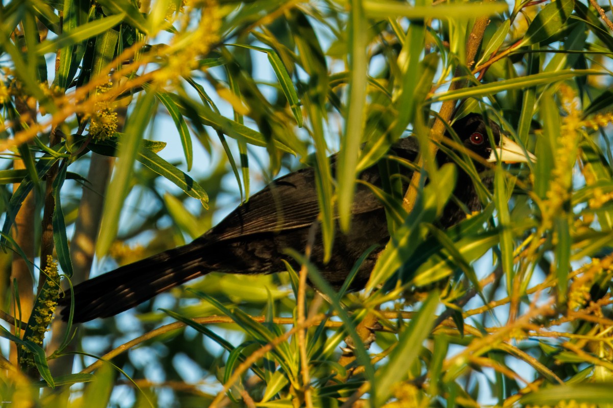 Solitary Black Cacique - ML646900184