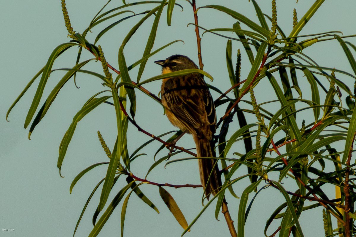 Шиферець довгохвостий - ML646900200