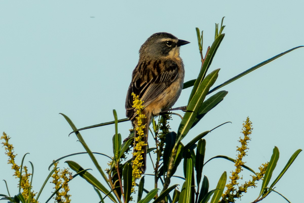 Шиферець довгохвостий - ML646900201