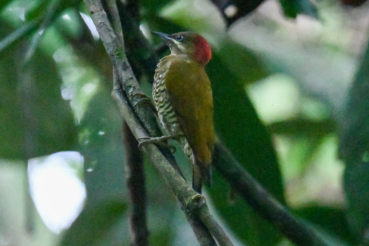 Панамский дятел - ML646900202