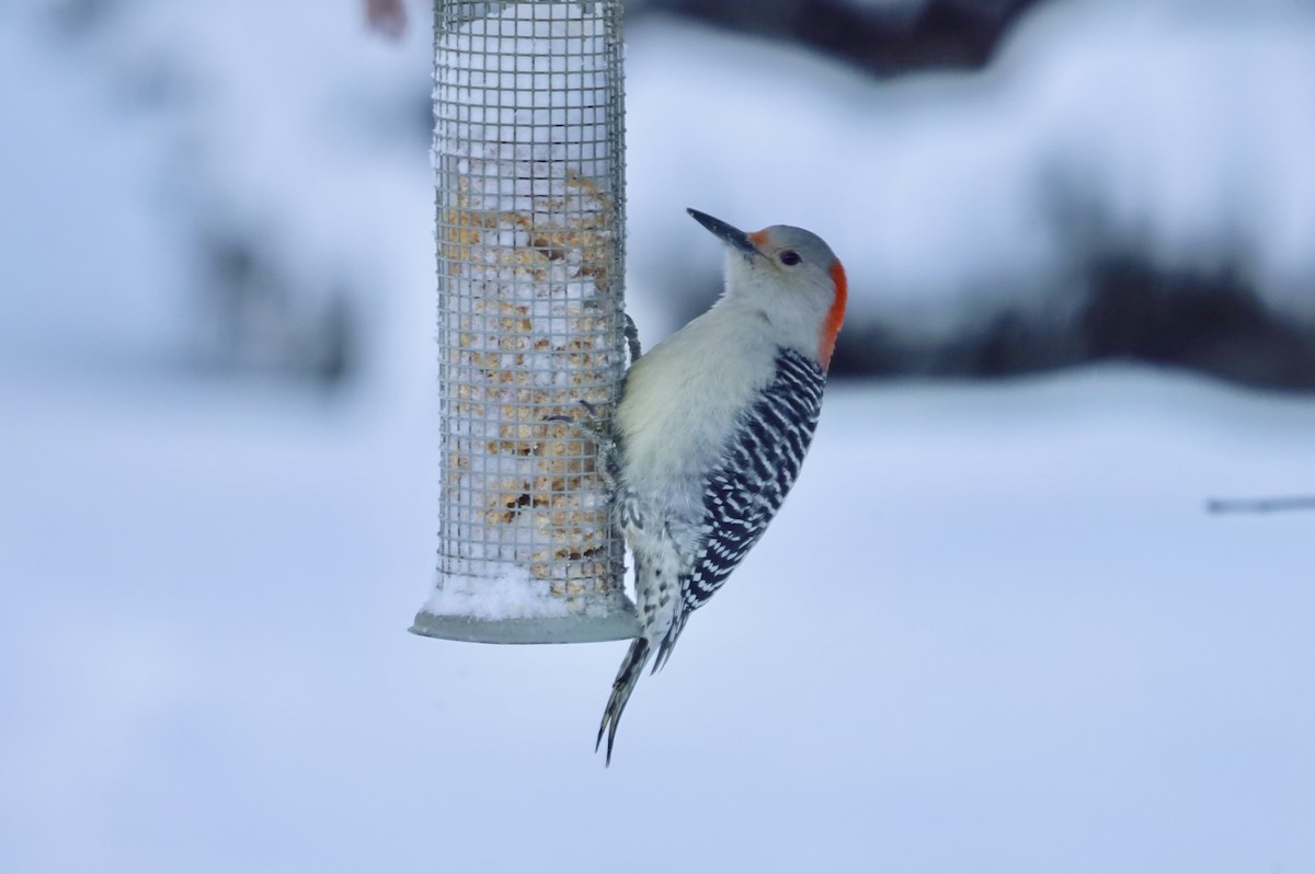 Red-bellied Woodpecker - ML646900205