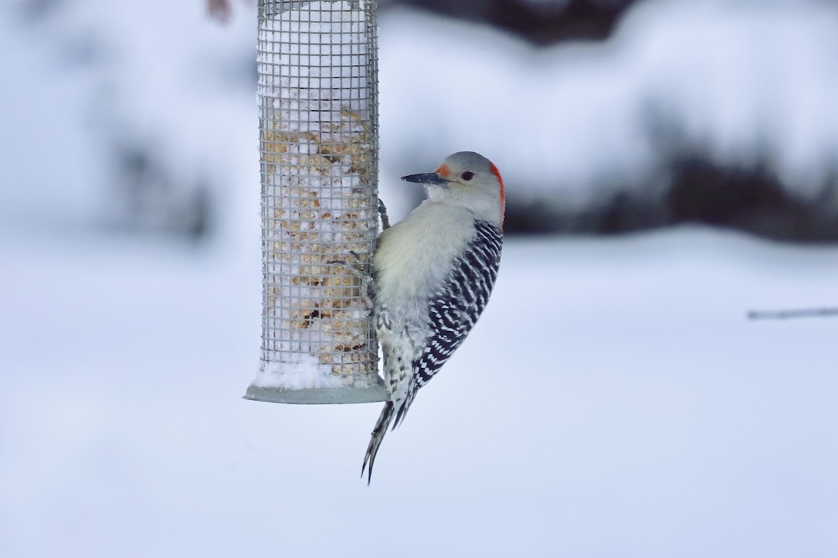 Red-bellied Woodpecker - ML646900206