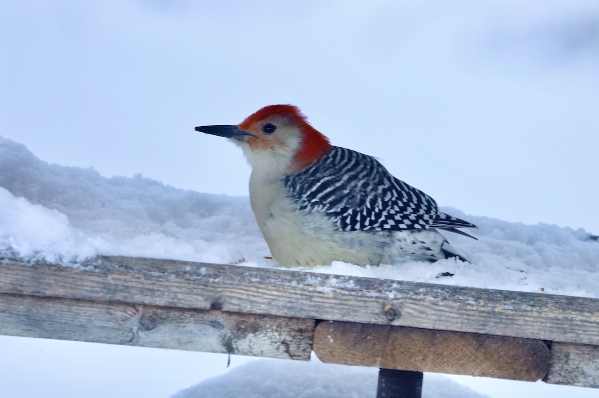 Red-bellied Woodpecker - ML646900207