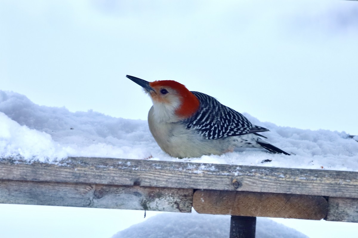 Red-bellied Woodpecker - ML646900208