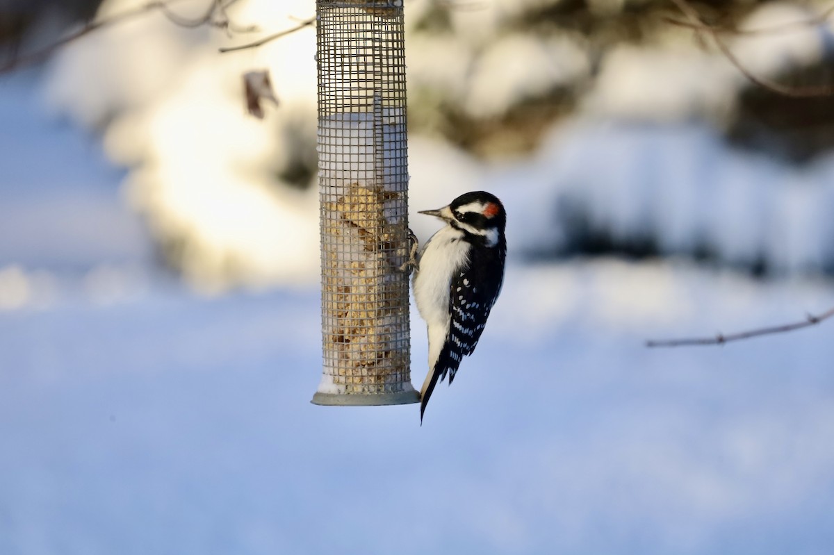 Hairy Woodpecker - ML646900209