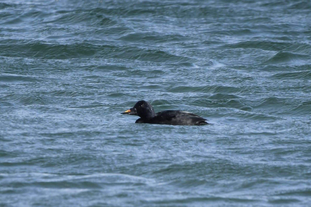 קטיפנית שחורה - ML646900216