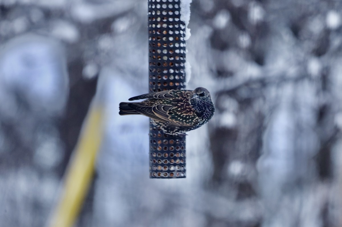 Storno - ML646900218