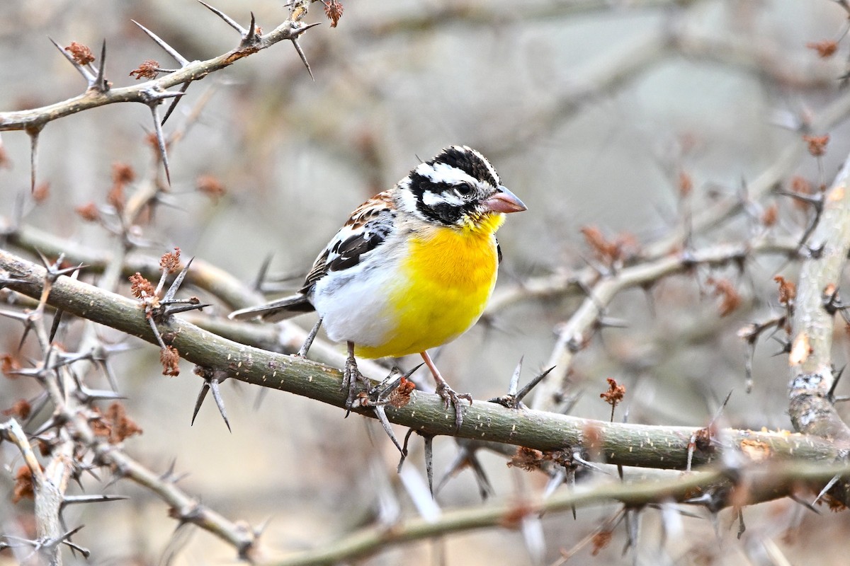 Somali Bunting - ML646900220