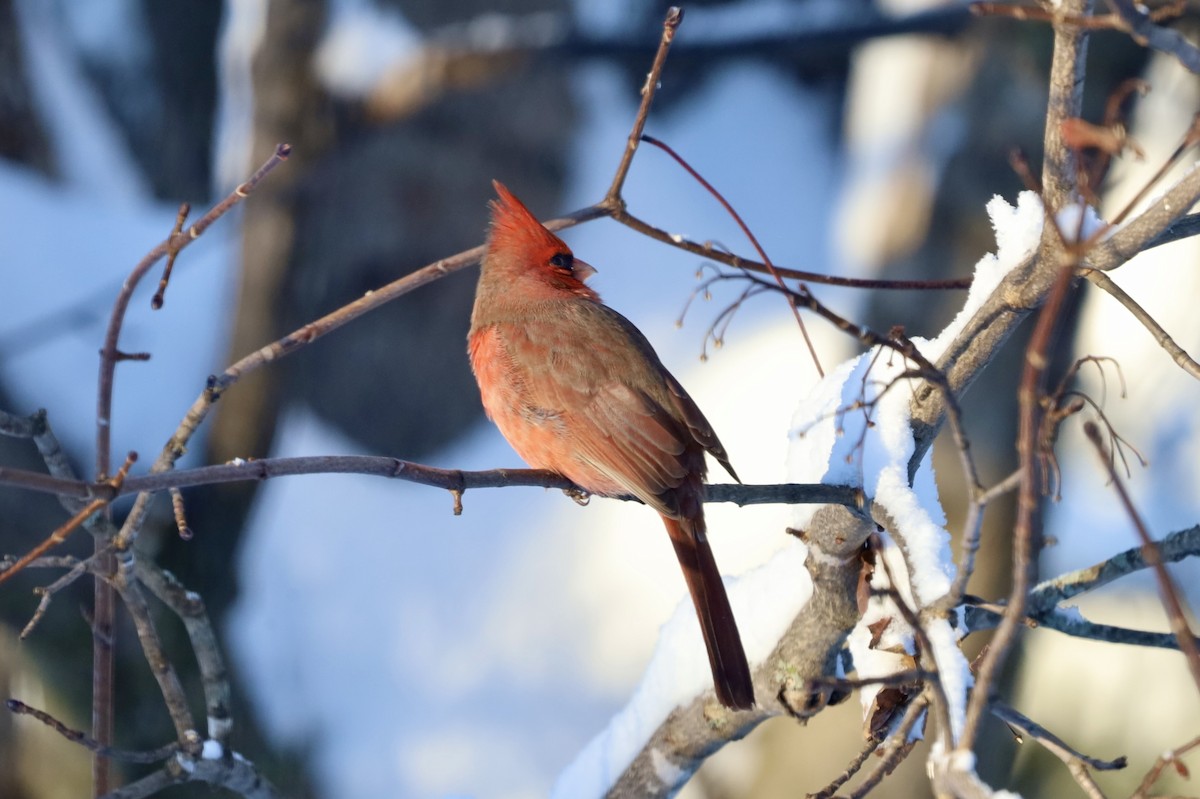 Northern Cardinal - ML646900221