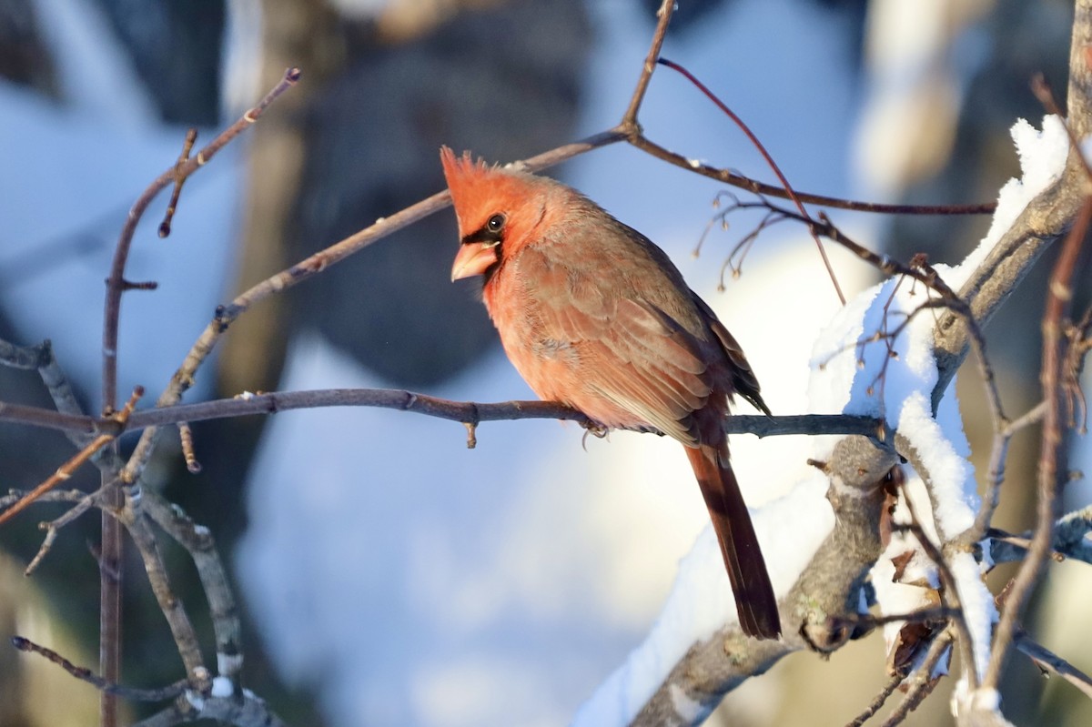 Northern Cardinal - ML646900222