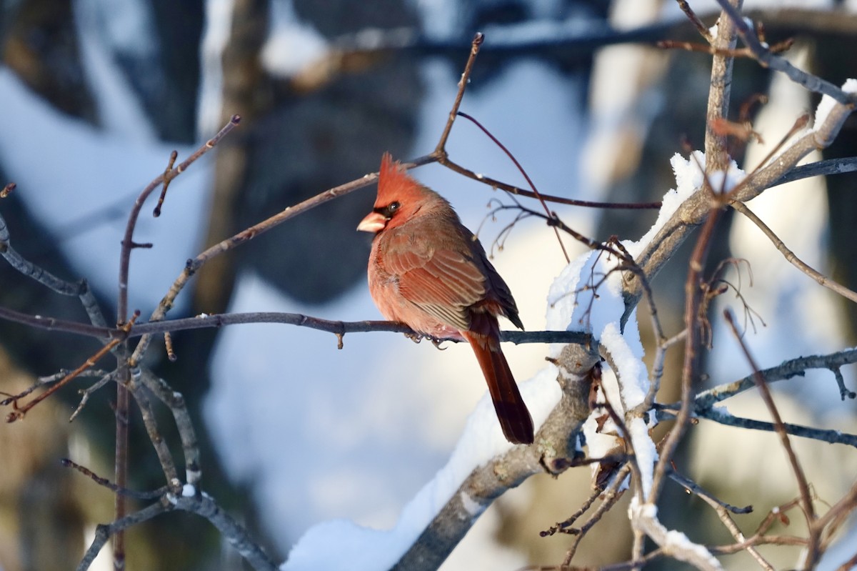 Northern Cardinal - ML646900223