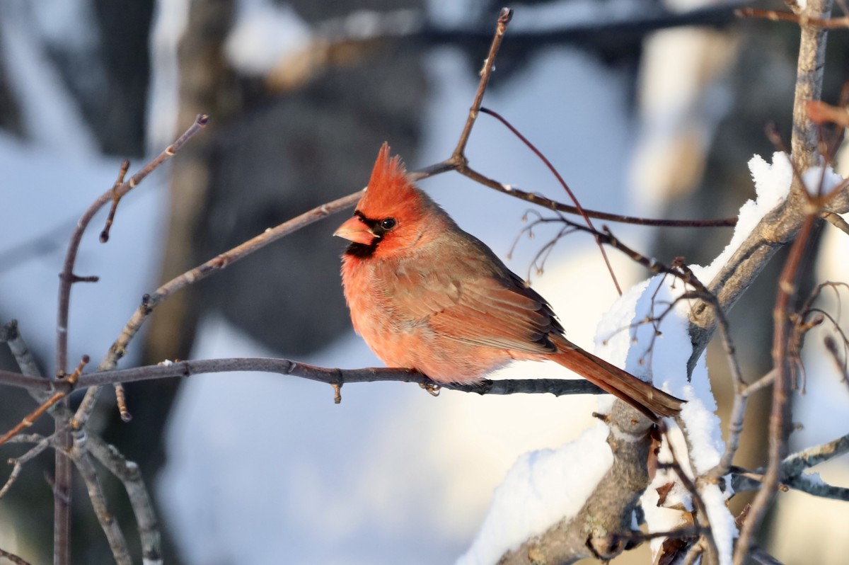 Northern Cardinal - ML646900224