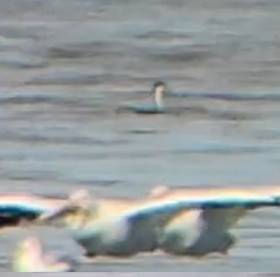 Western Grebe - ML646900227