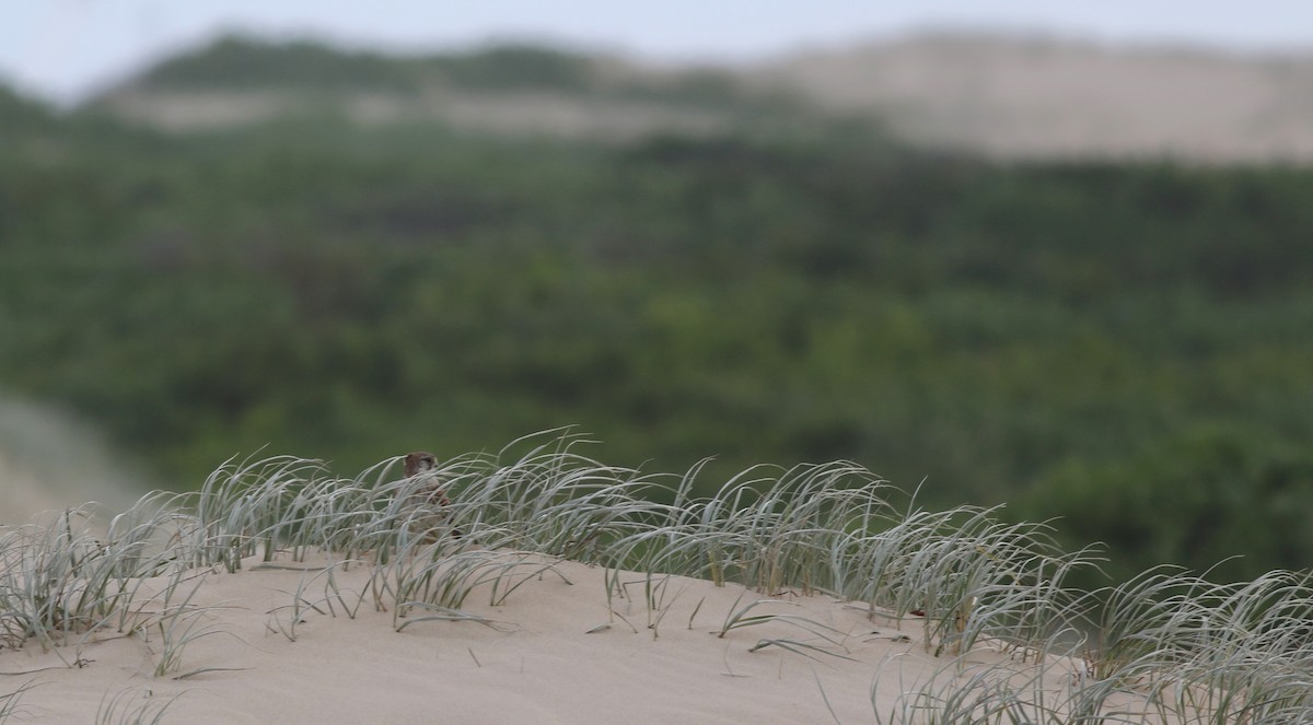 Седобородая пустельга - ML646900230