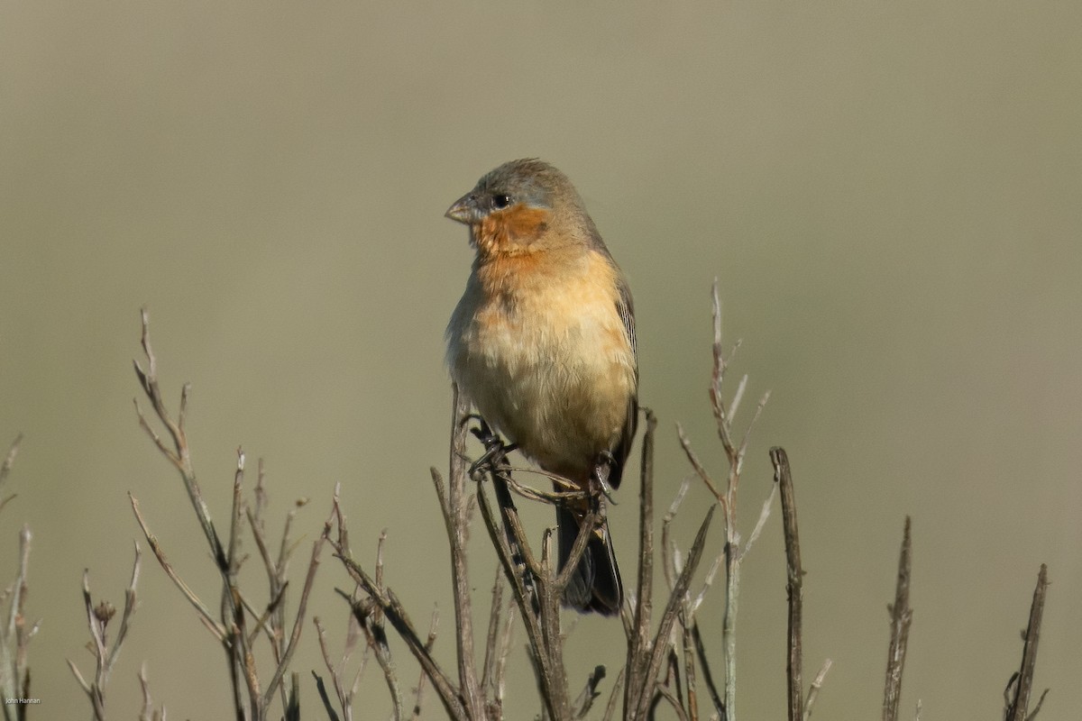 Зерноїд іржастий - ML646900232