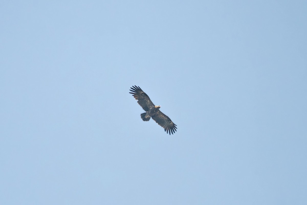 Тарважи бүргэд - ML646900234