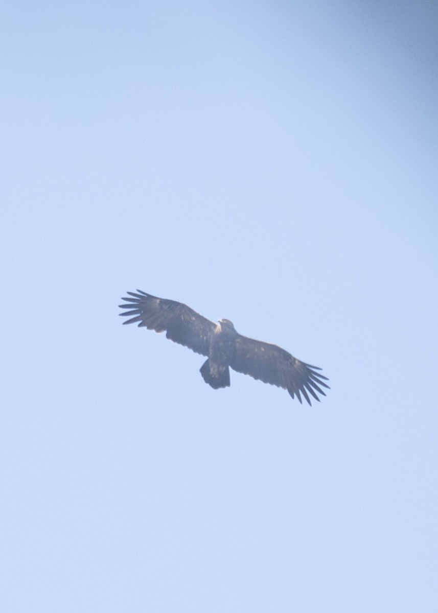 Тарважи бүргэд - ML646900235