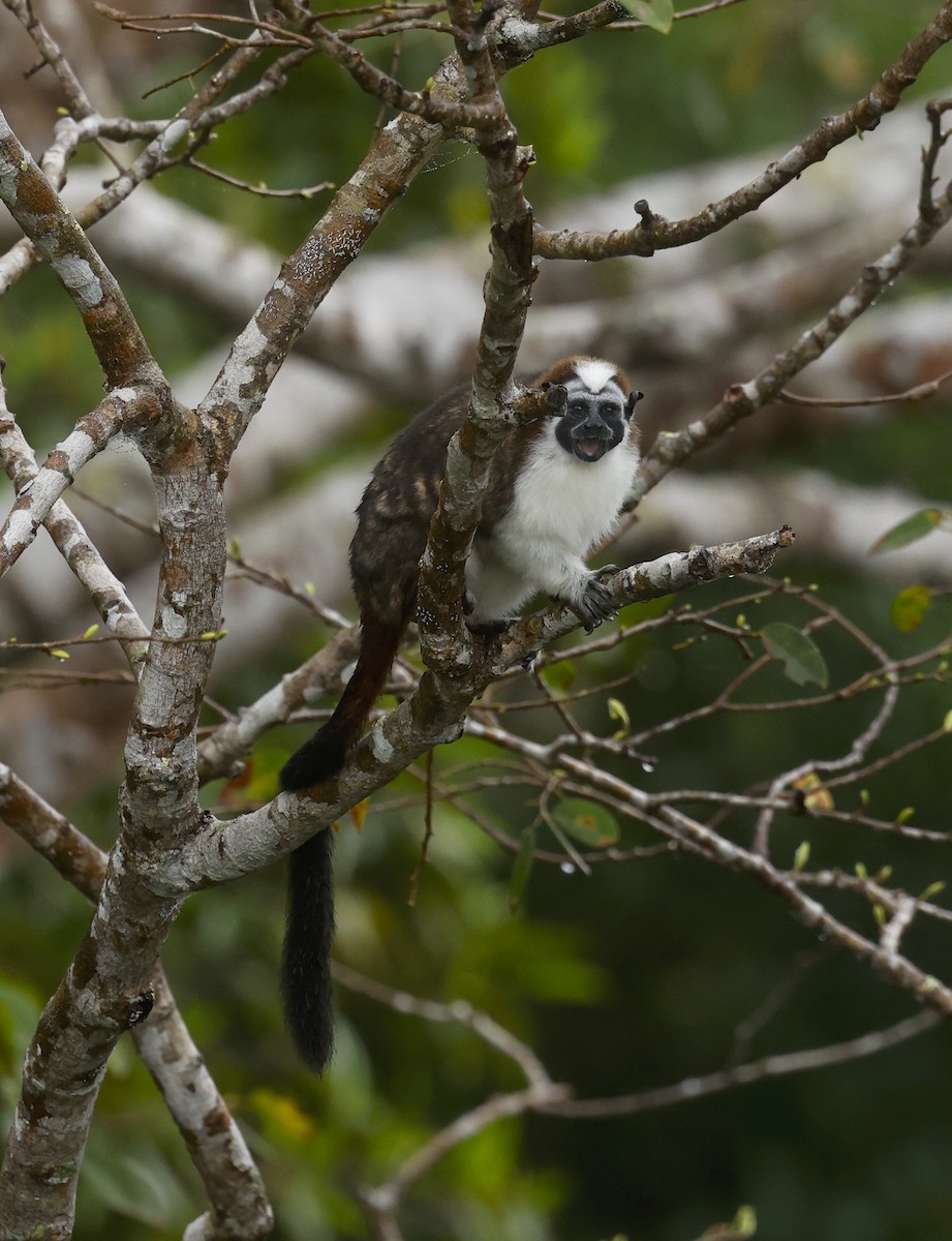 Geoffroy's Tamarin - ML646900241