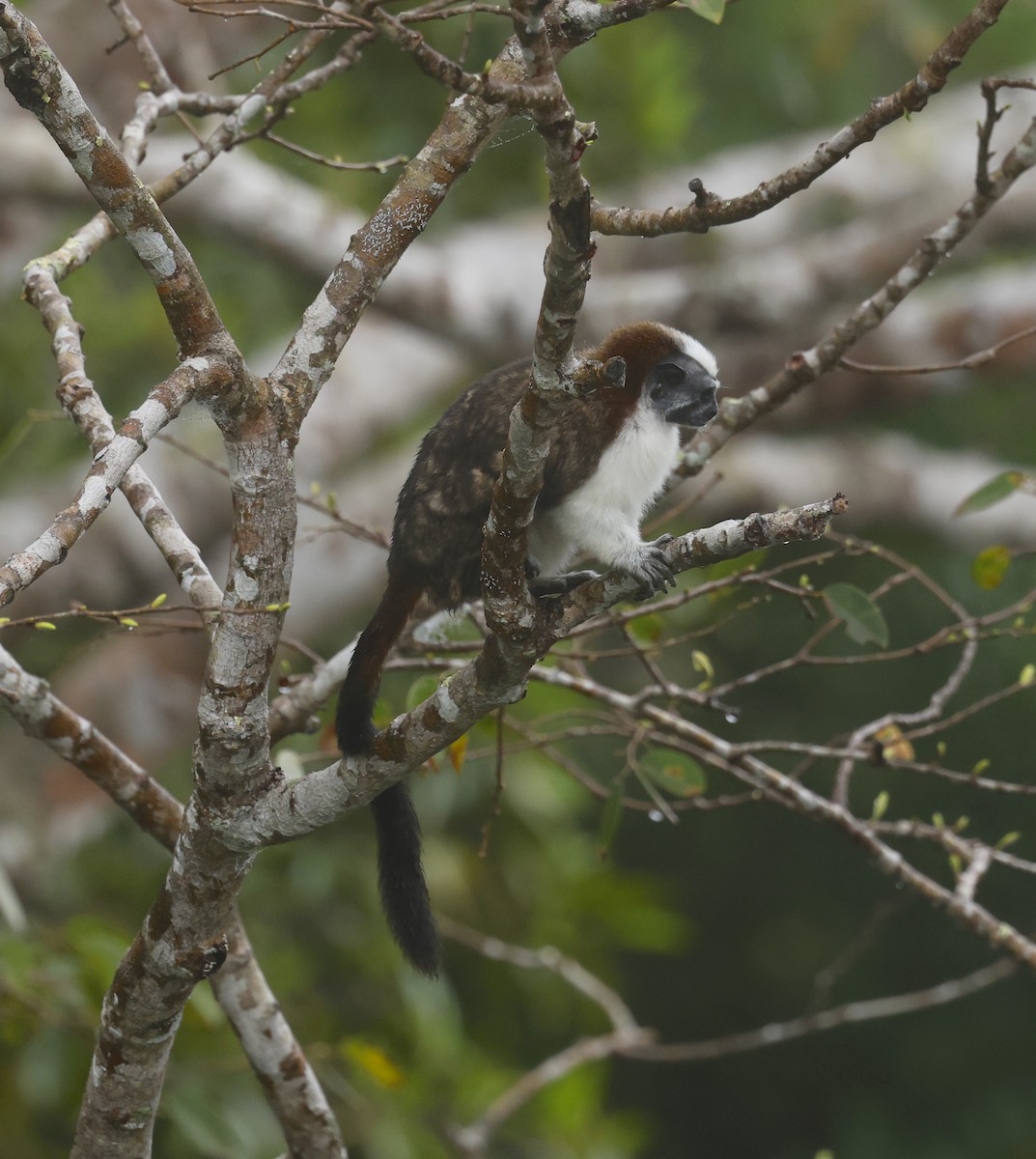 Geoffroy's Tamarin - ML646900242