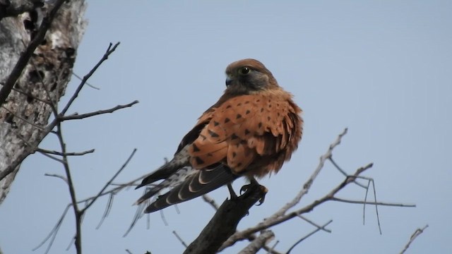 Rock Kestrel - ML646900243