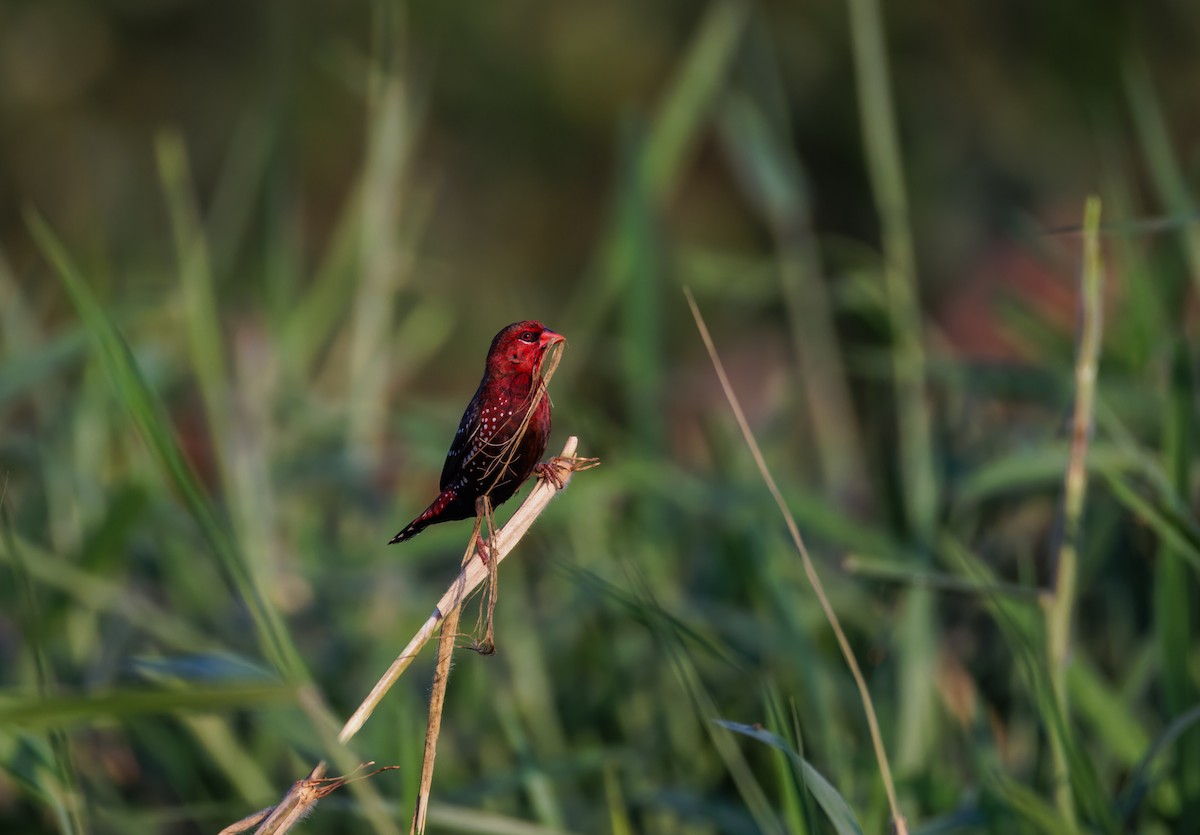 Bengalí Rojo - ML646900245