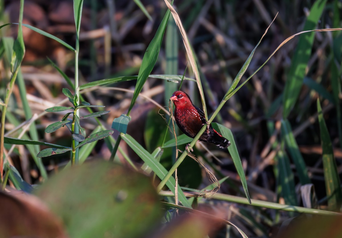Bengalí Rojo - ML646900246