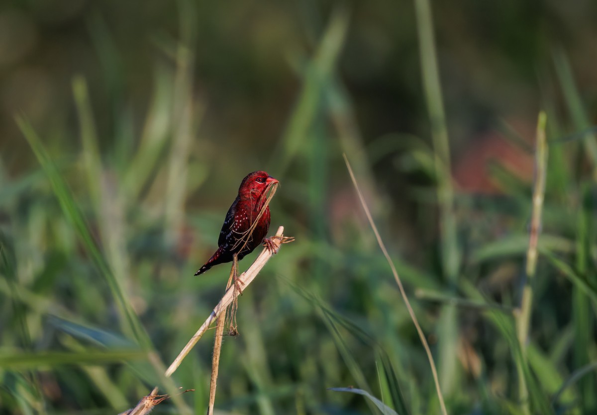 Bengalí Rojo - ML646900247