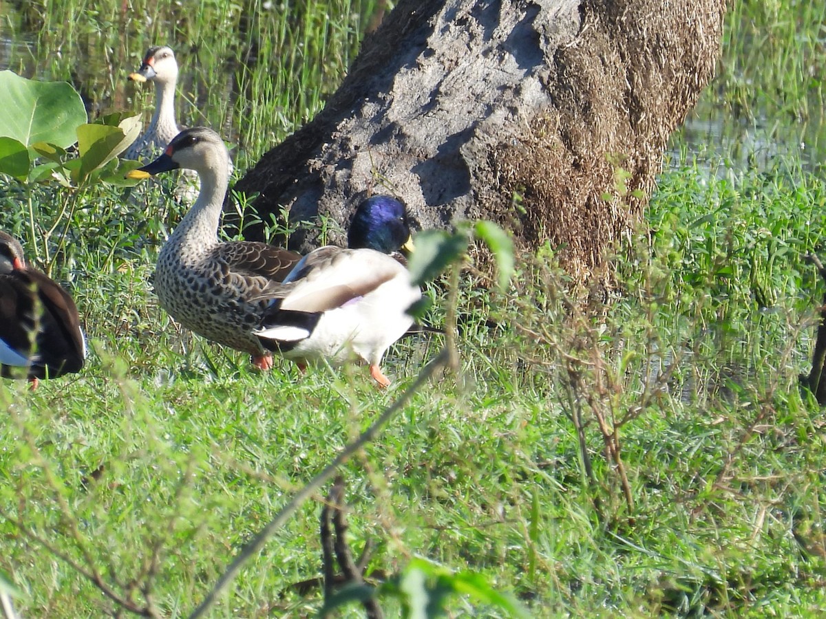 Indian Spot-billed Duck - ML646900254