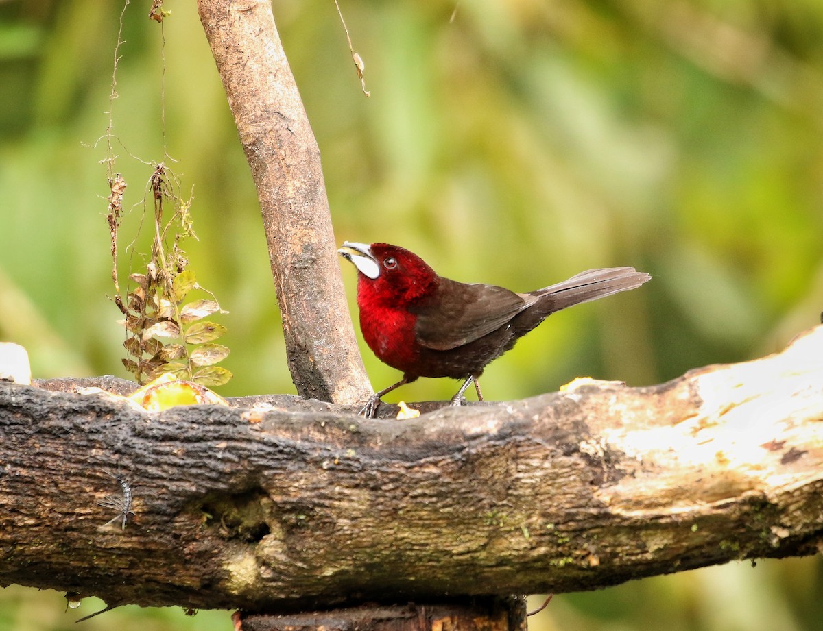 Silver-beaked Tanager - ML646900257