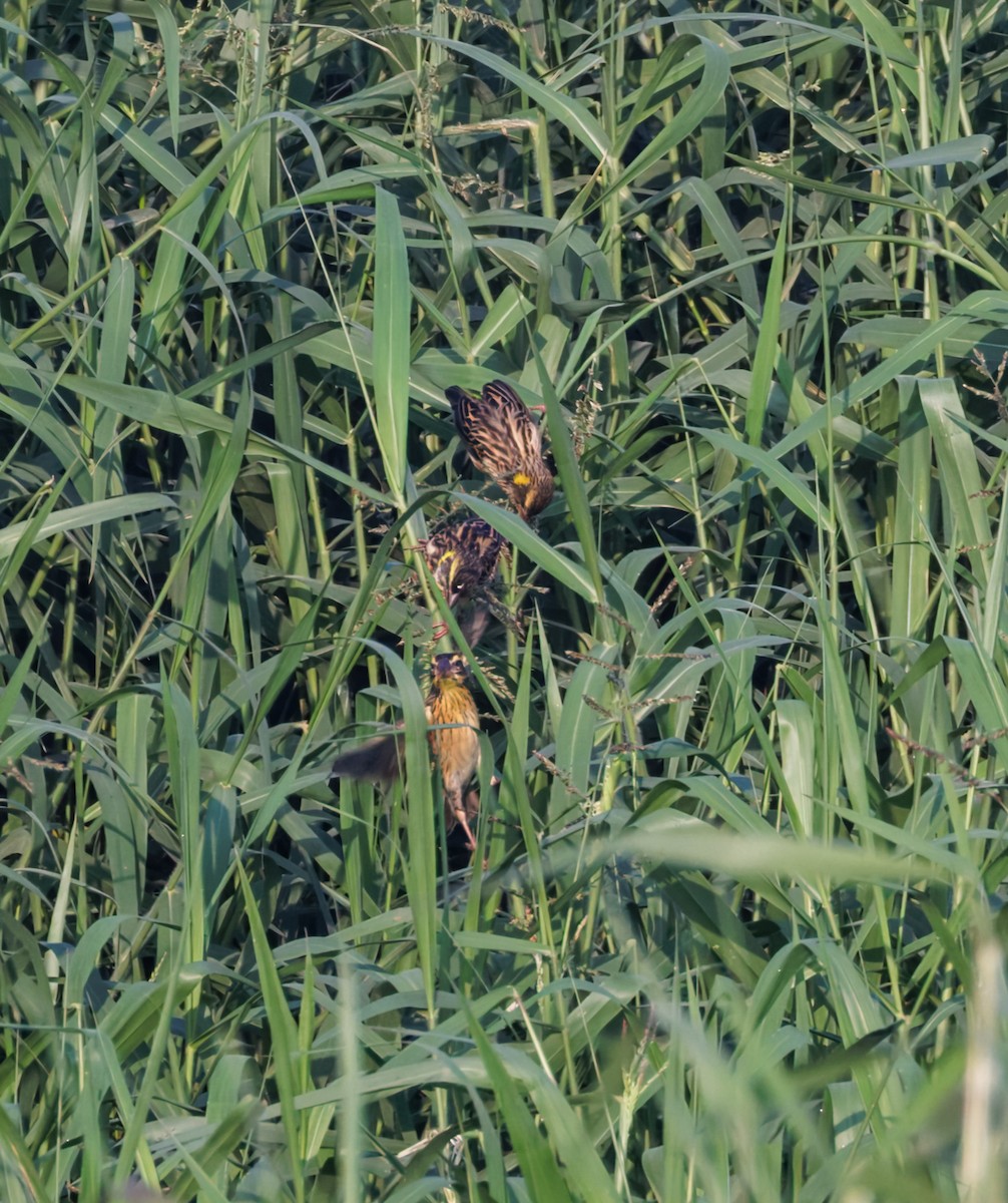 stripevever - ML646900259