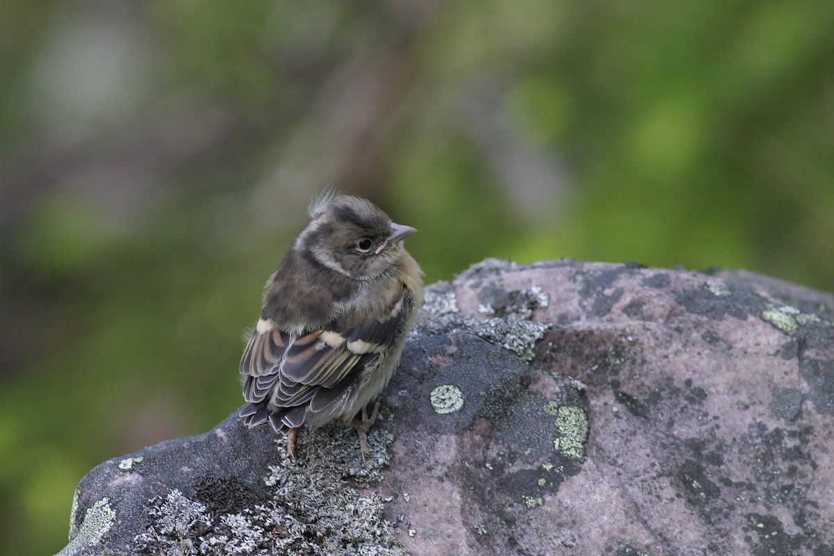 פרוש הרים - ML646900260