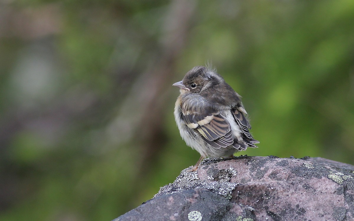 פרוש הרים - ML646900261