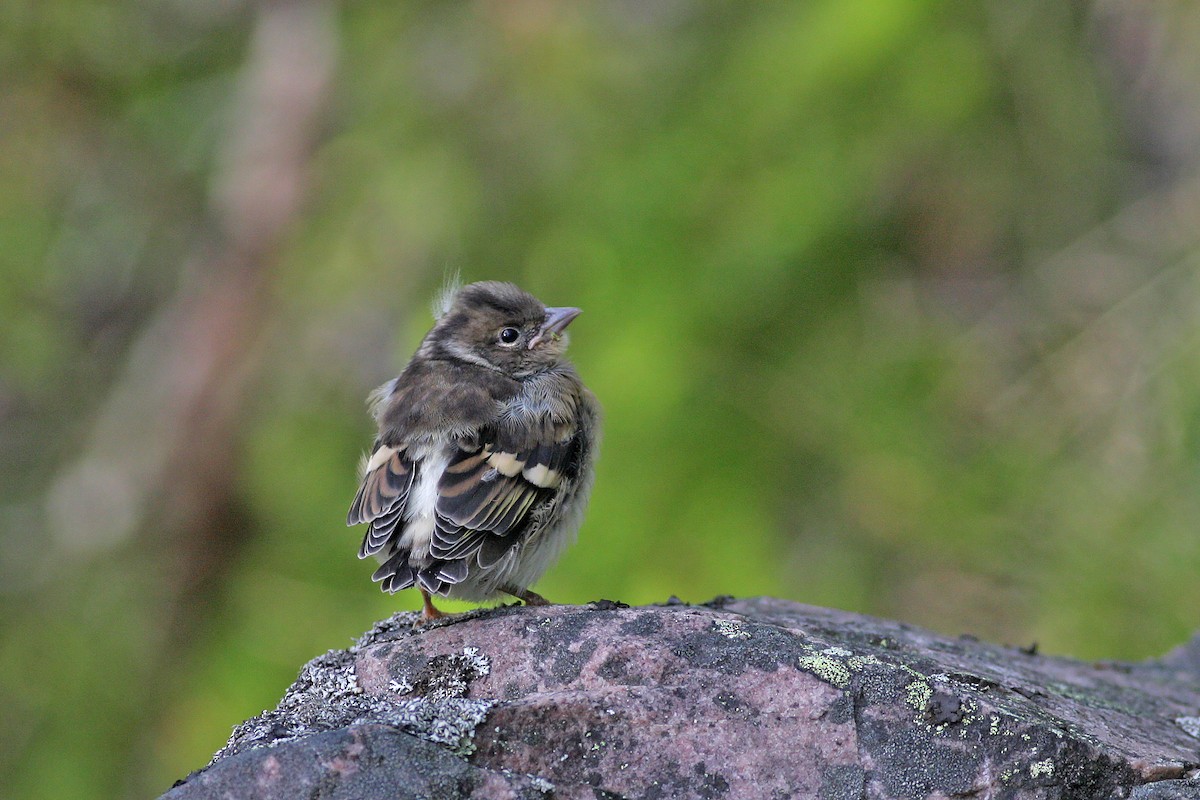 פרוש הרים - ML646900262