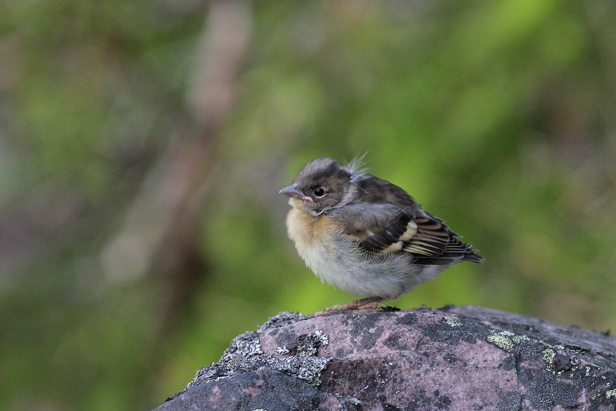 פרוש הרים - ML646900263