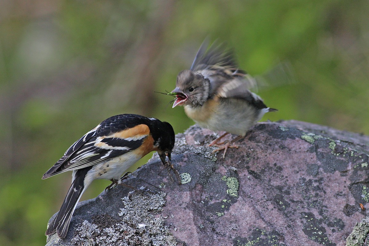 פרוש הרים - ML646900264