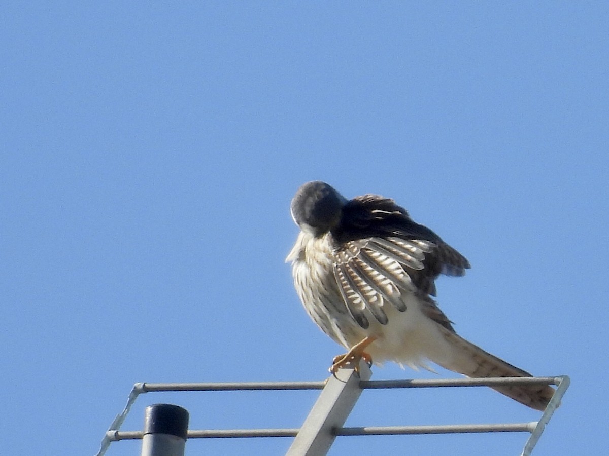 spurvefalk - ML646900265