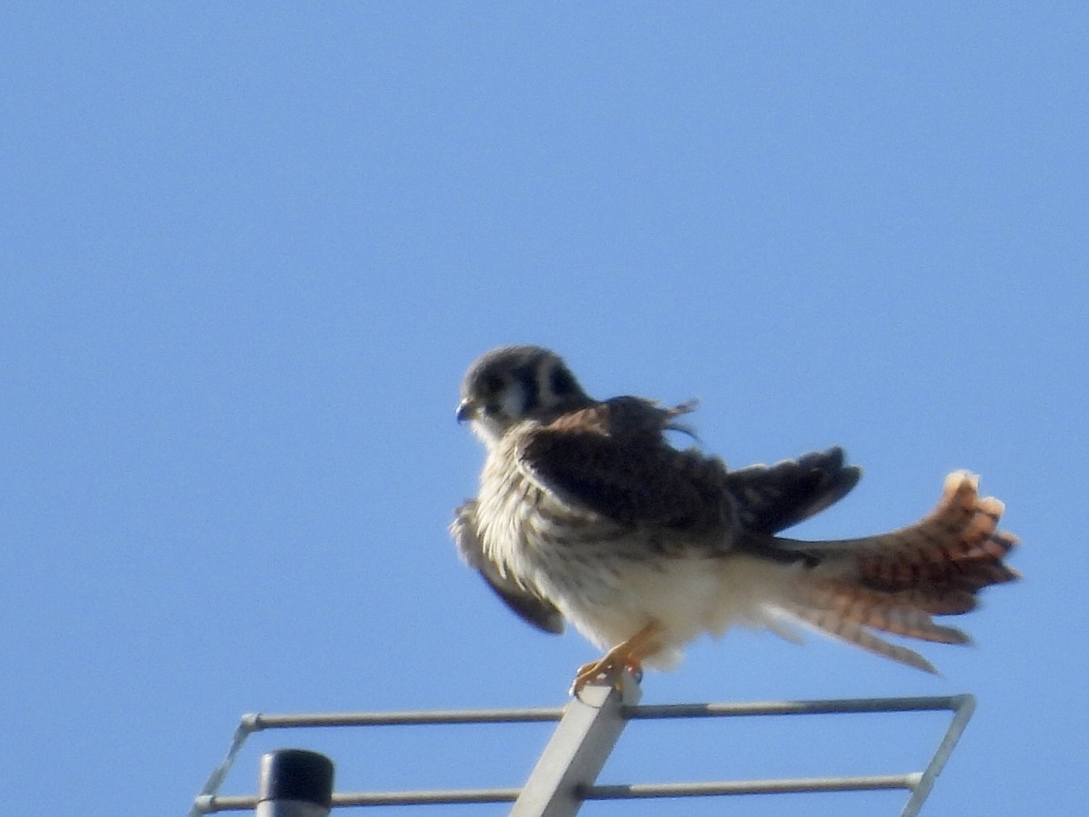 spurvefalk - ML646900266