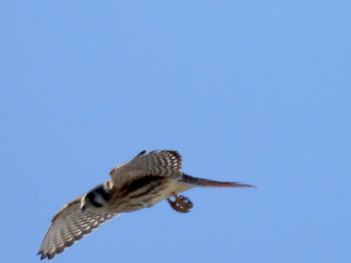 spurvefalk - ML646900267