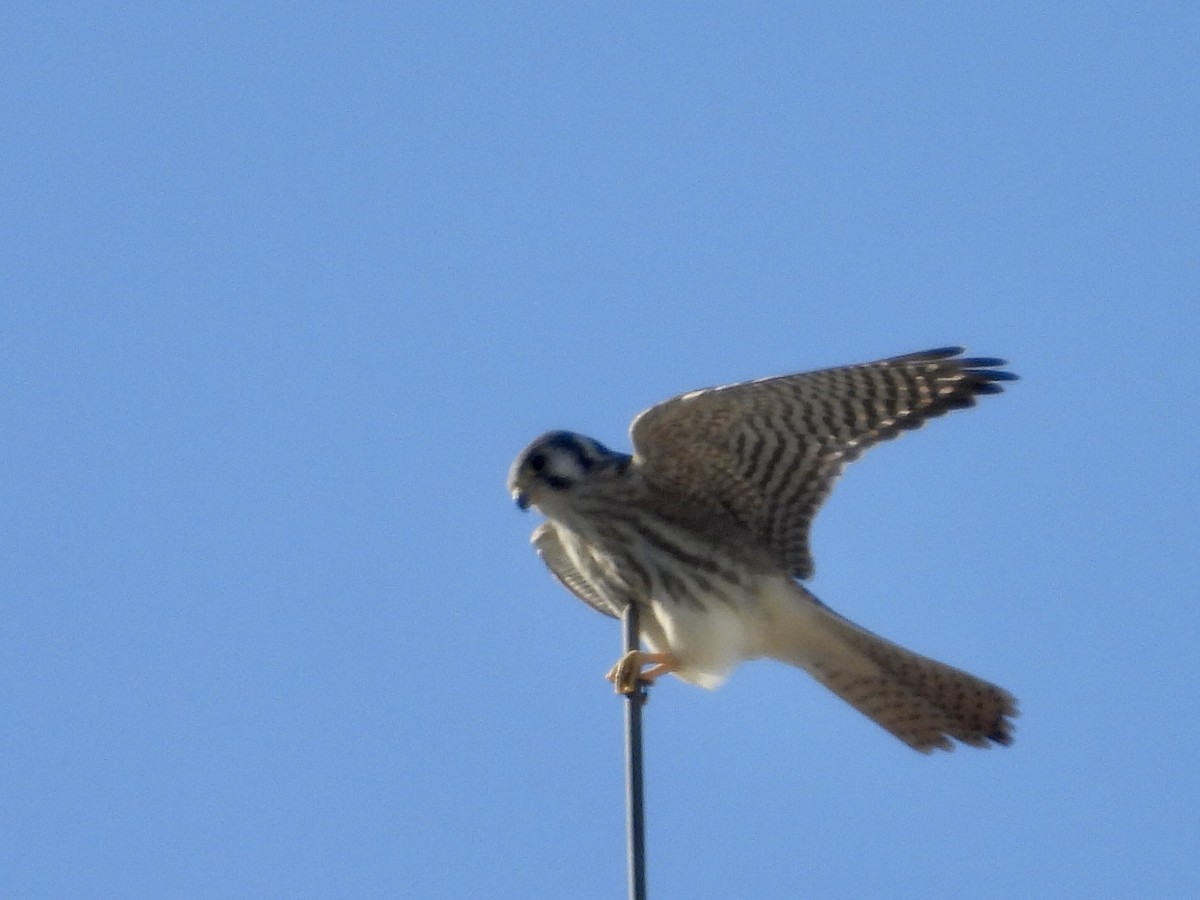 spurvefalk - ML646900268