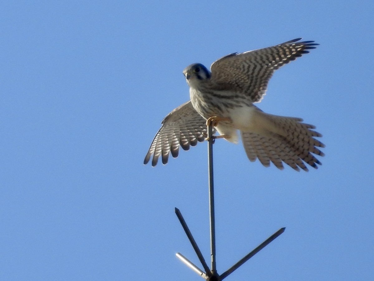 spurvefalk - ML646900269